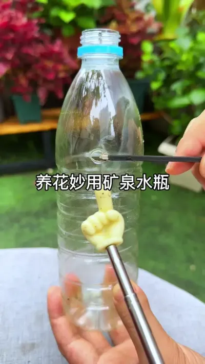 ����С���� #������ֲ #����С֪ʶ