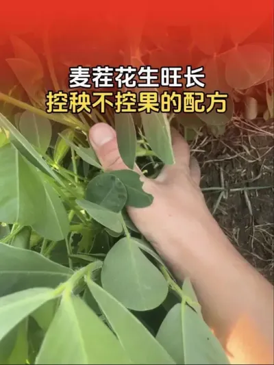 ��绨����ˮ���������������ع����䷽������#�����߲� #�����߲�ݪֲ #����ݪֲ #����ݪֲ�������� #����ũҵ֪ʶ��ũ����������