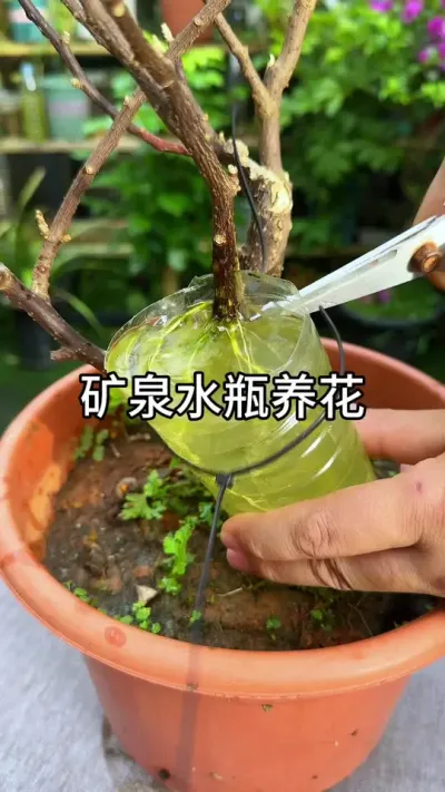 ����С����#������ֲ #ݪֲС���� #����