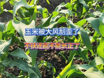 被大风刮歪的玉米不扶它是不是就没用了，才过了三天奇迹就发生了 #三农 #种植小技巧 #大自然 #抖音助农 #田间地头走一走 