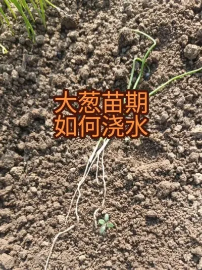 �������������ˮ