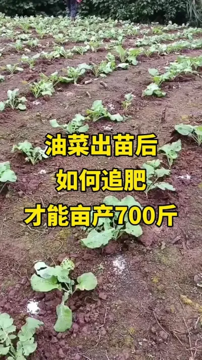 �Ͳ˳��������׷�ʲŻ�Ķ��700��#�Ͳ�ݪֲ #�Ͳ�ݪֲ���� #�Ͳ˸߲� #�Ͳ�����