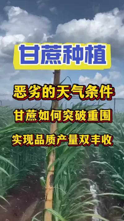 ���ӵ�������һ�������ĸ���ͻ����Χ��ʵ��Ʒ�ʲ���˫����#����ݪֲ #����ν� #��������