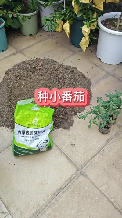 ���ѵ�ݪֲҪ����С���ѵ�ݪֲ��������ʲô����С����#ǧ��С���� #С����ݪֲ #С������ #����С���� #��С����