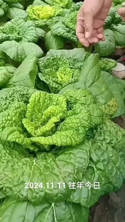 ����������ݪֲ�������ɣ�2024����Ʒ��