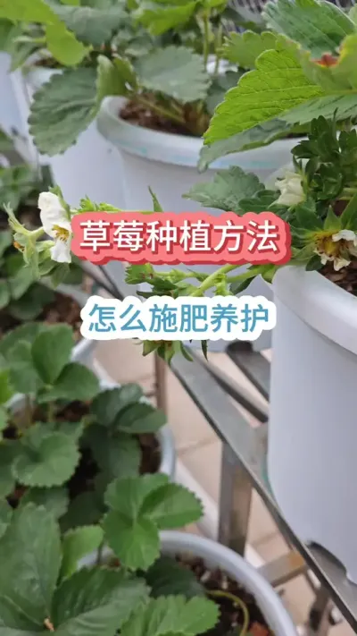 ��ô�����Ż��ò�ݮ��ԴԴһֱ���Ż�Ч������ݮݪֲ��ʩ��Ҫ������ݮ����������#��ݮ�� #��ݮ����Ҫ�� #��ݮݪֲ���� #��ݮʩ�� #��ݮ��ˮ