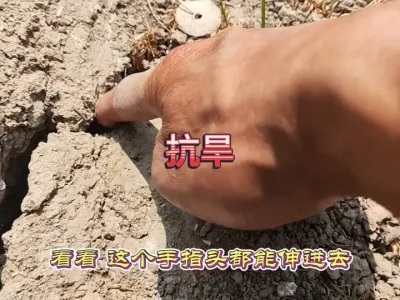 菜地里很长时间没有下雨，旱情非常严重，这样抗旱才能起效果 #三农 #种菜 #抗旱浇地 #农田灌溉 #种地人 
