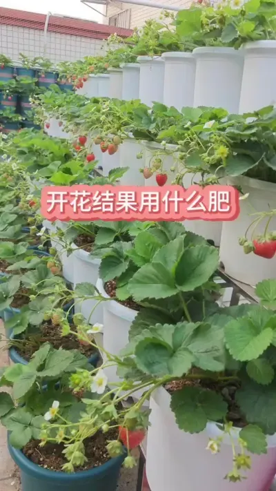 û�Ż�Ч��֮����ô�÷�����ݮ�����ʲô������ݮ��������ôʩ�� #��ݮʩ�� #��ݮ��� #��ݮ����Ҫ�� #���Բ�ݮ #��ݮݪֲ