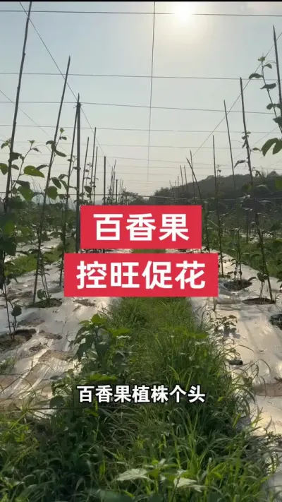 百香果控旺促花管理#种百香果  #百香果种植 #百香果种植技术 #钦蜜9号百香果 #浩伟方