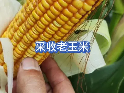 ð�Ÿ��²����������������¶ȸ߲��������Ĳ����＾�߲� #��ũ #��ũ������ #ũҵݪֲ #һ�ݸ���һ���ջ� #�����װ� 