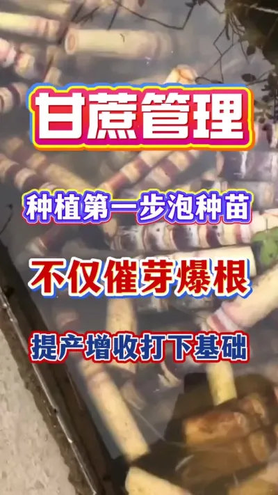 甘蔗种前第一步，科学的泡种苗，不仅是促芽爆根，为提产增收打下坚实基础！#甘蔗种植#甘蔗