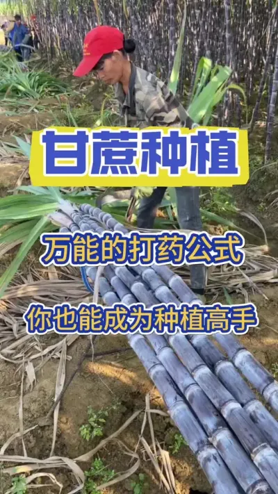 记住这个甘蔗打药公式，你也能成为甘蔗种植高手#三农 #甘蔗 #甘蔗施肥方法 #甘蔗种植