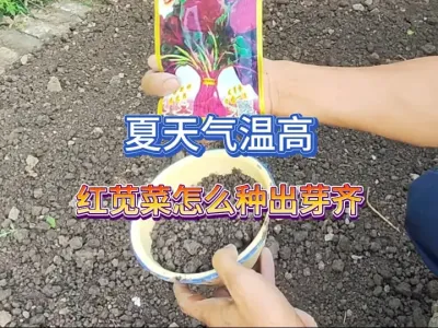 �������¸ߺ��Ȳ���ô�ֳ�ѿ���ѿ���������ּ��ӵĲ�Ҫ�ټ��� #��ũ #�߲�ݪֲ #ݪֲС���� #����ͷ��һ�� #�ֲ� 