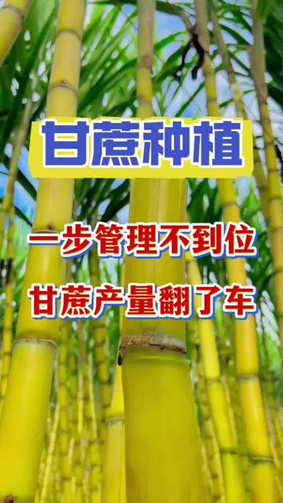 С�����������Ҫ���ڸ��¶����ڸ�����﷭�˳�#����ݪֲ #����#�������