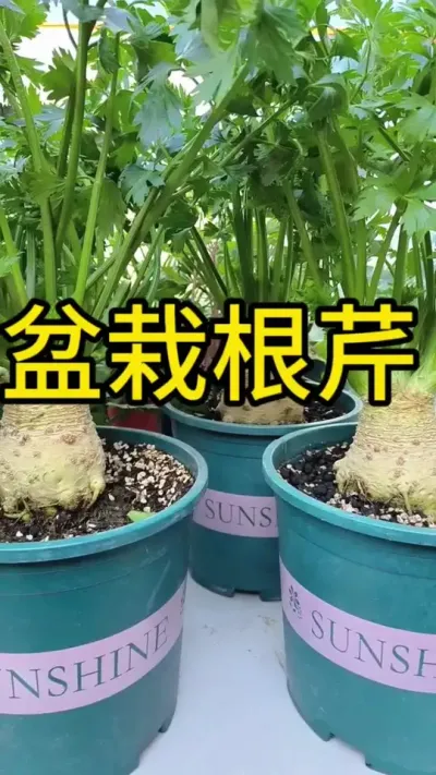 #�ҵ�С��԰ #��̨ݪֲ ����Ҷ���ܳԵ��۲�