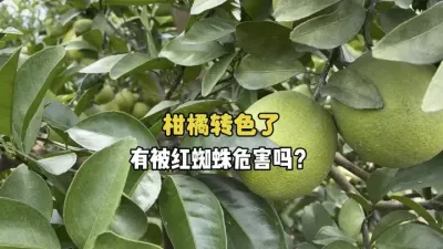 ����תɫ������ҹ�����û�б���֩��Σ���� #��ũ #ũҵ #����ݪֲ #��֩�� #תɫ 