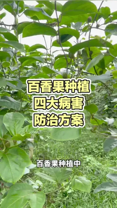 ������Ĵ󲡳溦���μƻ�#�����ݪֲ #�����ݪֲ���� #�ƽ�����ݪֲ���� #����� #��ΰ��