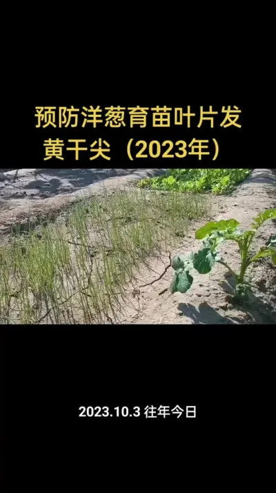 ����Ԥ���������ҶƬ���Ƹɼ⣨2023�꣩