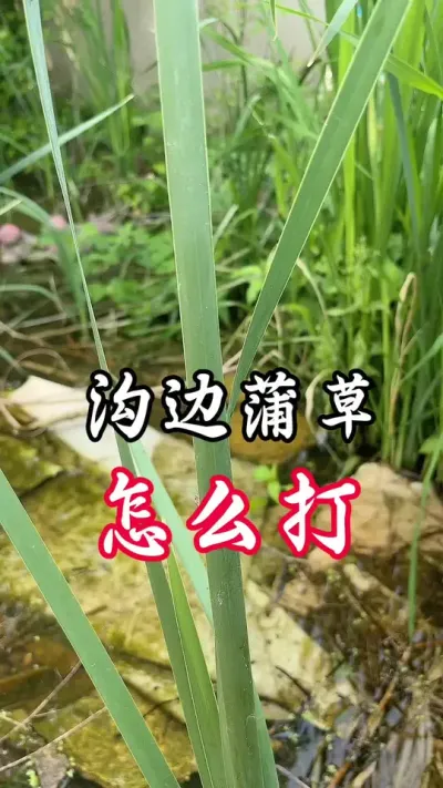 打蒲草效果好#分享农业知识帮农民增产增收 #老百姓关心的话题