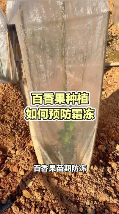 �����ݪֲ����Ԥ��˪����#�����ݪֲ���� #�����ݪֲ #�ƽ�����ݪֲ���� #����� #��ΰ��