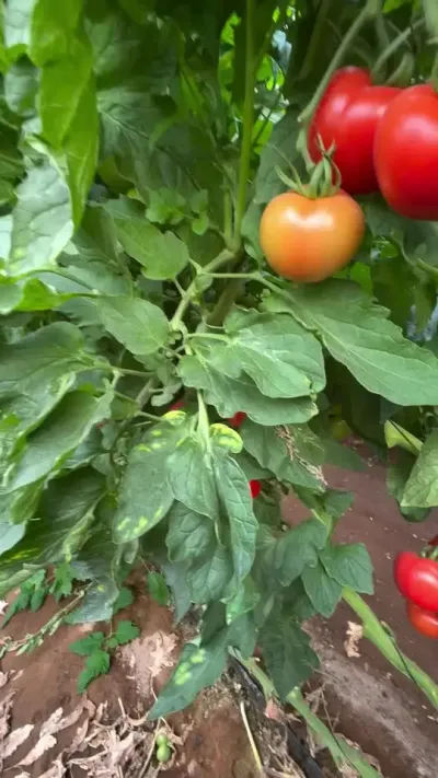 �޼�����ҶƬ#��ũ #������ũ�� #ũҵݪֲ #ԭ����Ƶ #�����߰�������