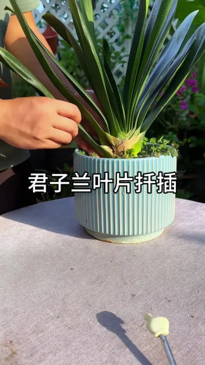 ������ҶƬǤ������#������ֲ #ݪֲС���� #����