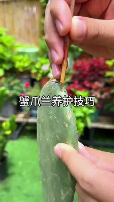 ��������������#������ֲ #ݪֲС���� #����