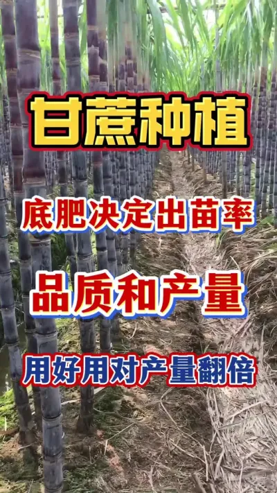 ����׷ʾ�������ʡ�Ʒ�ʺ����յĲ������ú��öԲ�������#����ݪֲ#����ʩ��