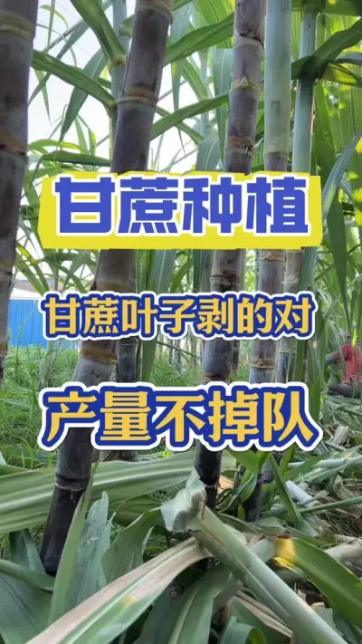 甘蔗想高产，剥对叶子很关键#甘蔗种植 #甘蔗施肥技巧 #甘蔗