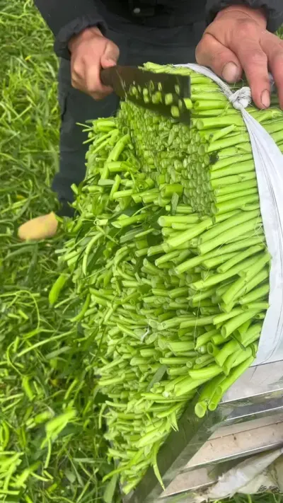 ������β �๣���� ת�׿�#��ɫũ��Ʒ