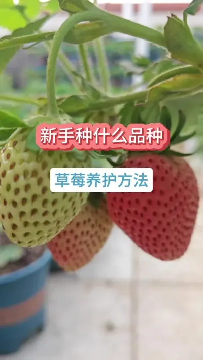 #��ݮݪֲ���� #��ݮ����Ҫ�� #��ݮʩ�� #���Բ�ݮ #�ֲ�ݮ ������ô������ݮ