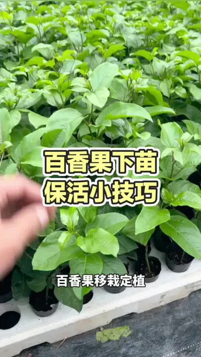 ������������С����#�����ݪֲ #�ƽ�����ݪֲ���� #�����ݪֲ���� #����� #��ΰ��