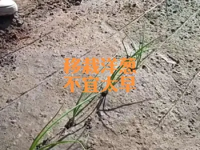 ���Ѹ����������Ī̫��#���