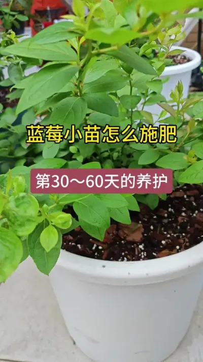 ��ݮС����ô��������ݮ���ݪֲҪ������ݮ��ôʩ��#��ݮʩ�� #��ݮ���� #����ݮ #��ݮ�� #������ݮ