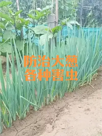 �������δ�м�����ǱӬ�����ֵ��º���#���