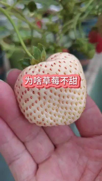 Ϊʲô�ֵĲ�ݮ��������ô������ݮ��������ݮ������Ҫ��#��ݮݪֲ #��ݮ #���Բ�ݮ #��ݮ�� #�ֲ�ݮ