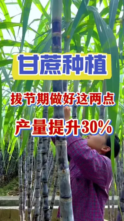 ����ν�����������������������30%������90%���˶���֪��#����ν�#�������� #����ݪֲ