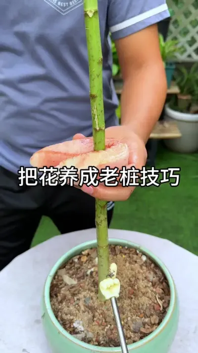 �ѻ�������׮����#������ֲ #ݪֲС���� #����