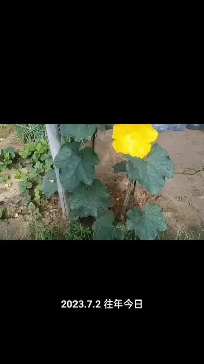 ˿��Ч������ע���ĸ�ϸ��#˿��