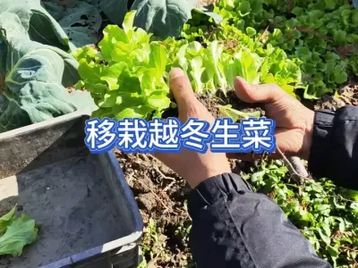 �������Ե�������¶����С����Ϳ����ֳ��ڸкõ����� #��ũ #�ֲ�С���� #С��԰ #�߲�ݪֲ #ݪֲС���� 