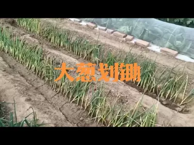 大葱移栽后第一次管理划锄#大葱