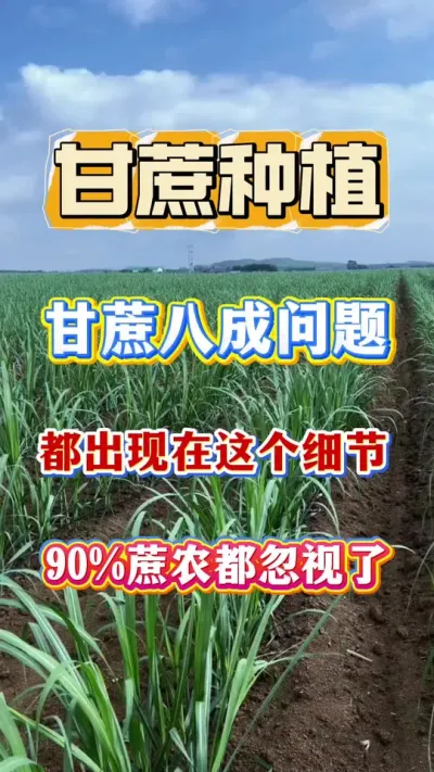 �ָ������˳����ⶼ���������ϸ������������90%����ũ��������#����ݪֲ #����ʩ��#����