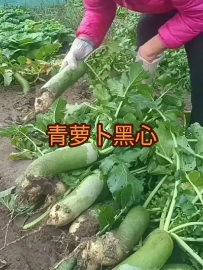 ������ֹ���ܲ����ģ�2024����Ʒ��