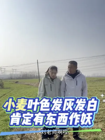 ��ȥ������ҵ���С����û�г�#����ũҵ֪ʶ��ũ���������� #�����������Ļ���