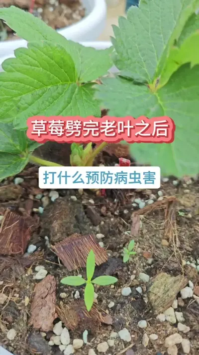 ��ݮ������Ҷ֮���ʲôҩԤ�����溦����ݮʲôʱ���������Ҷ����ݮ������Ҫ��#��ݮ�� #�ֲ�ݮ #��ݮݪֲ #���Բ�ݮ #��ݮ���溦����