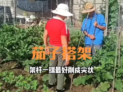 һ��˫�������������#����