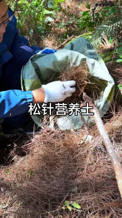 ����������Ҫ��#������ֲ #ݪֲС���� #����