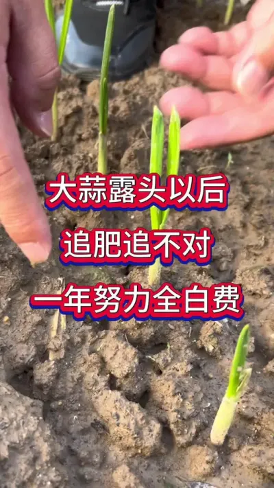 ����¶ͷ�Ժ�׷��׷���һ����ȫ�״�#����ݪֲ#��������#����߲�����#ũҵݪֲ#�ִ���