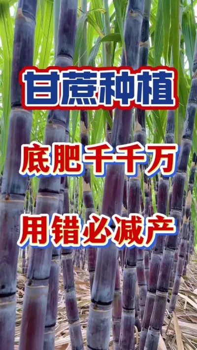 ����׷���ô������ʲô�Ż����������������׳������#����ݪֲ#�������#����ʩ��