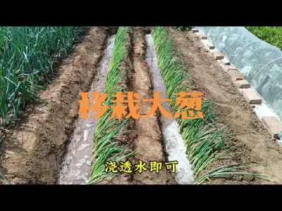 如何移栽冬储大葱#大葱移栽